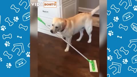 Cães e gatos fofos fazendo coisas engraçadas