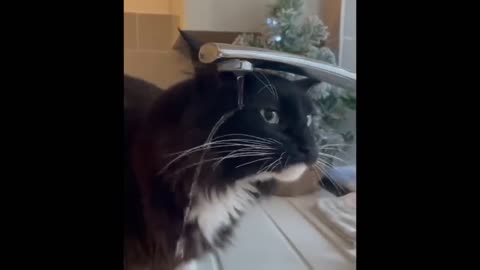 Cute baby animals Videos Compilation cute moment of the animals - Cutest Animals #22-8