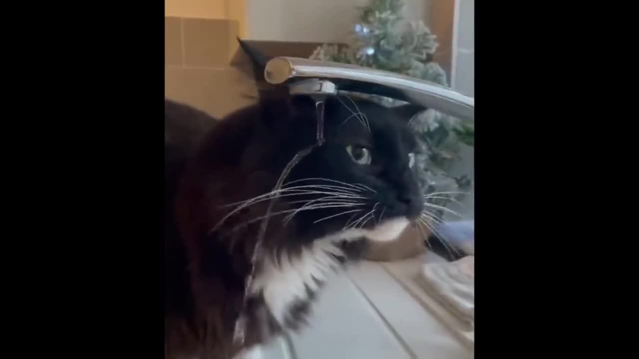 Cute baby animals Videos Compilation cute moment of the animals - Cutest Animals #22-8