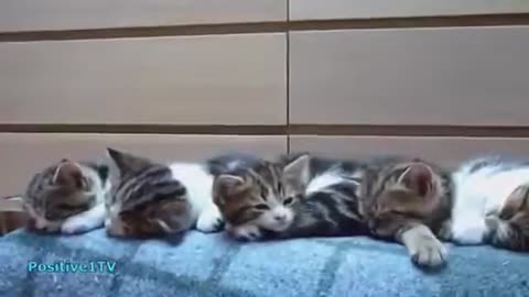 lovely cats fanny