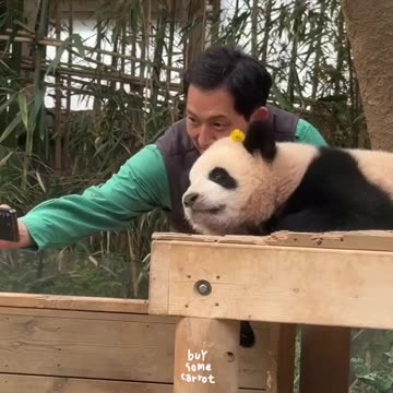 Panda really loves the caretaker 😊😊😍👍