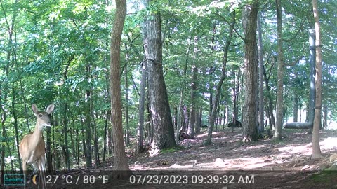 The Woods – 07/24/2023