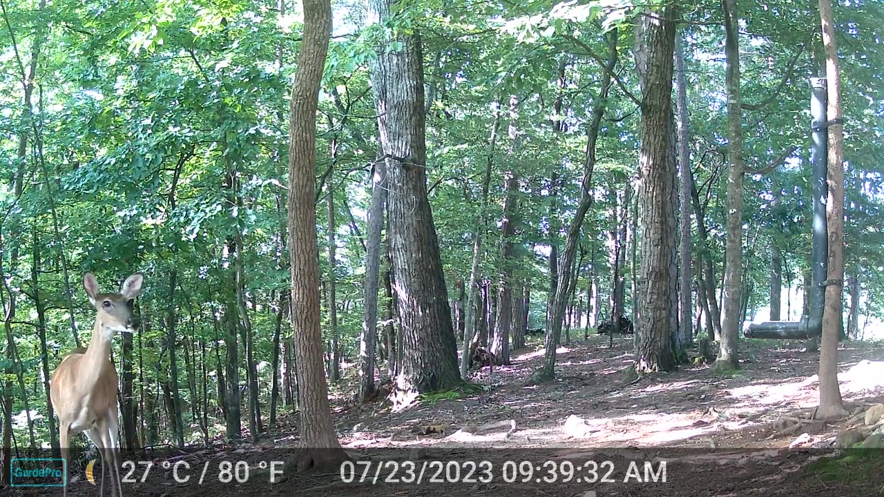 The Woods – 07/24/2023