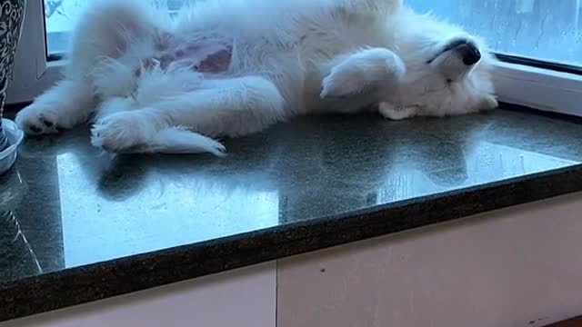 Another day of confession Samoyed jam