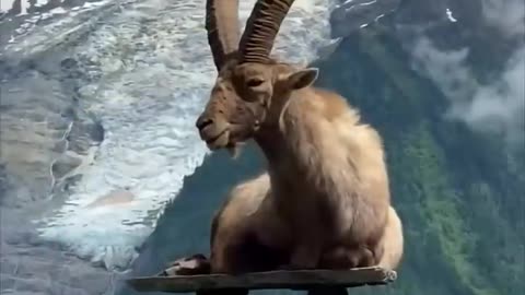Ibex | The Master of Mountain | #Ibex