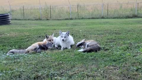 A group of foxes is called an Earth