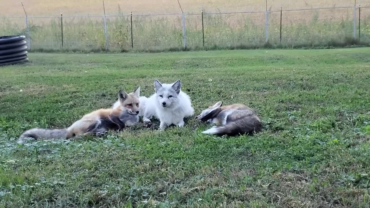 A group of foxes is called an Earth