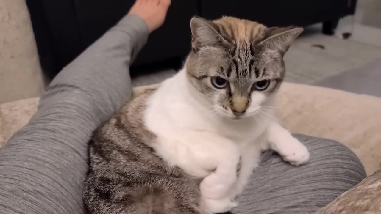 Cat logic_ I sit on you, but you cannot pet me