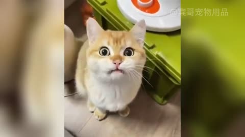 "Tail-Wagging Tales: Meet the Most Hilarious Dogs Ever!"