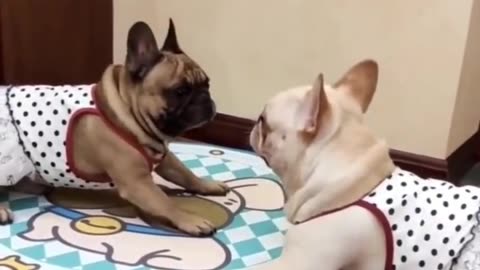 Funny Pets Moment #30
