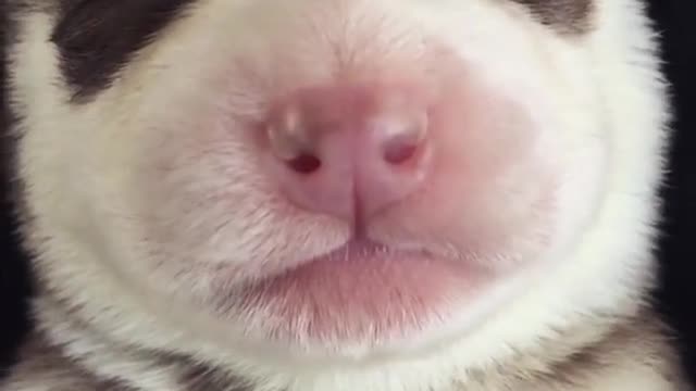 funny & cute animals