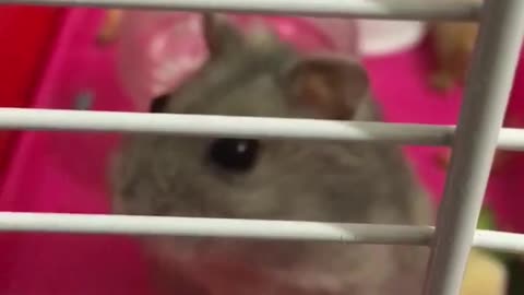 hamster eating broccoli