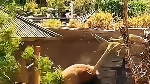 Animals funny video