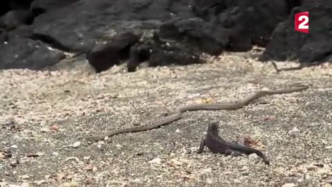 Iguana vs snakes 😬