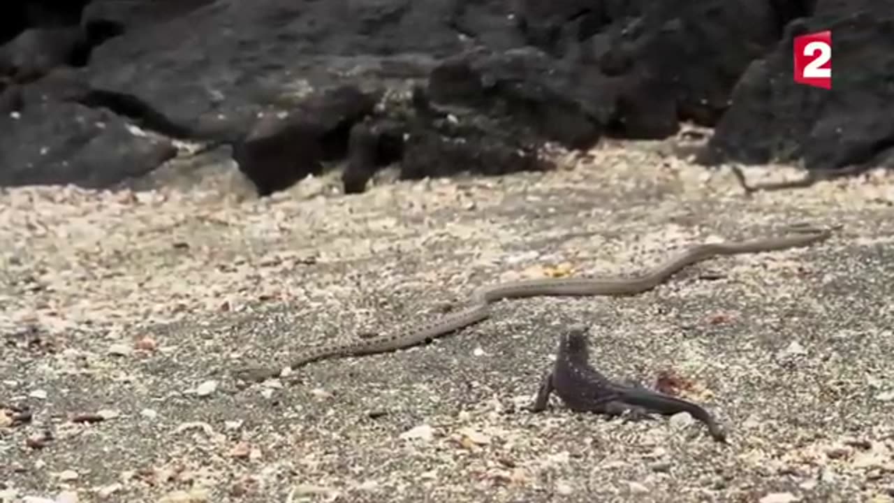 Iguana vs snakes 😬