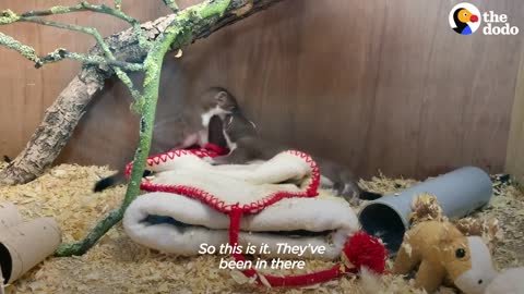 Tiny Baby Stoat Has The Best Reaction When She Meets Someone Like Her