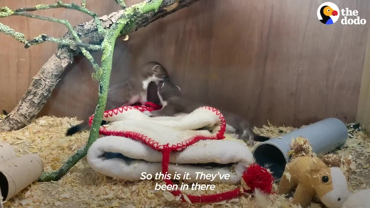 Tiny Baby Stoat Has The Best Reaction When She Meets Someone Like Her