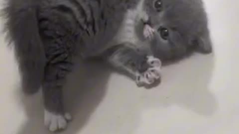 Amazing cat 🐈 trending video