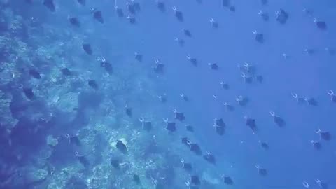 30 Minutes Underwater Sea Life