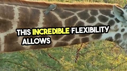 Fun Fact Mind Blowing Giraffe Tongue Facts