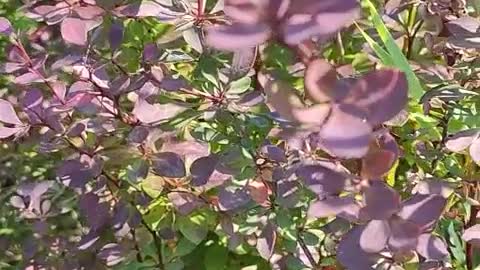 Beautiful rose leaves