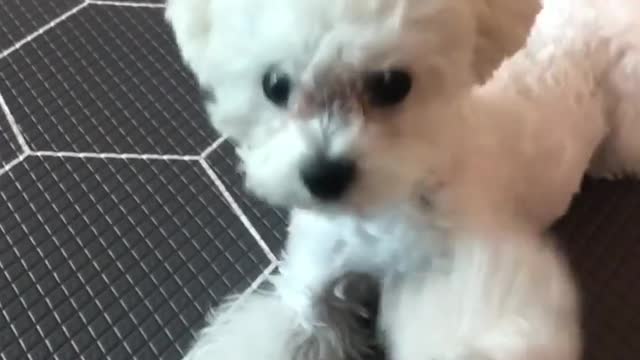 my cute dog