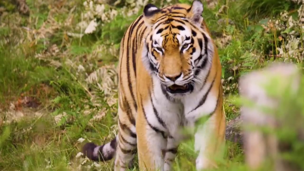 Wild animals tiger and leopard