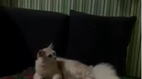 Serious Cat Watching TV