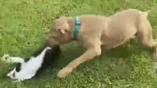 The cat and the dog fought