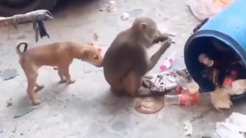 Funny dog