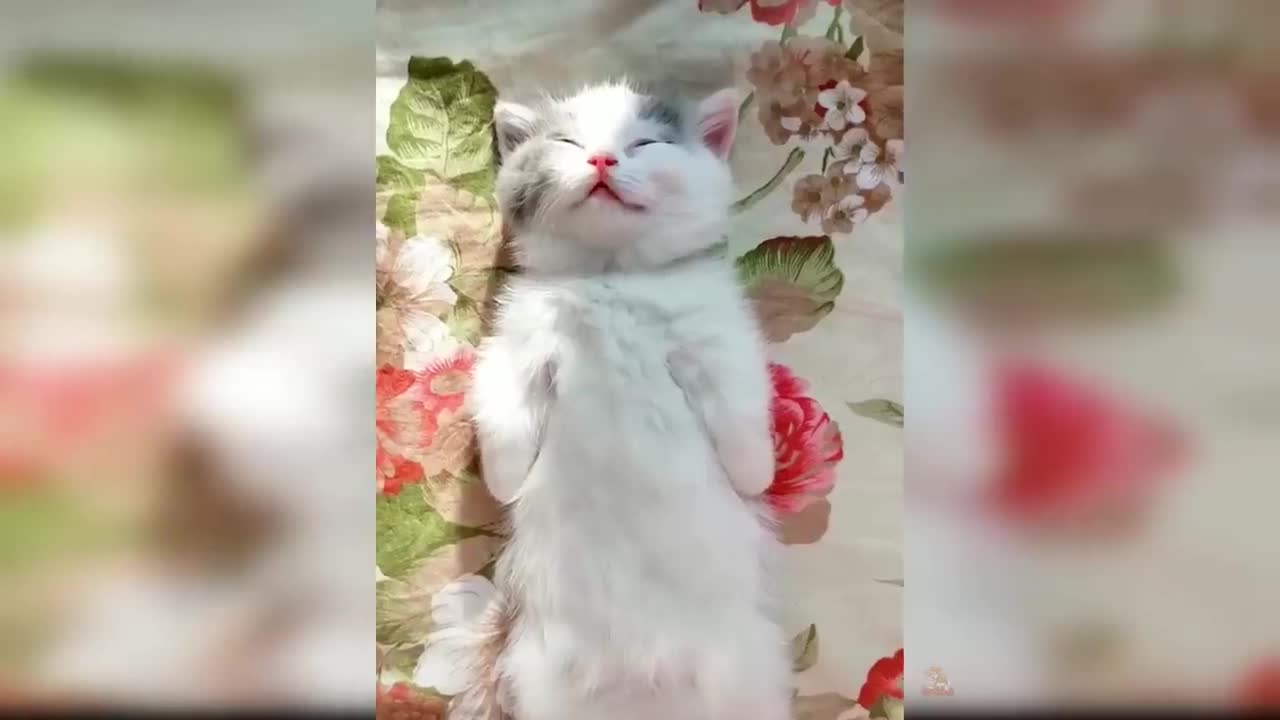 Baby Cats - Cute and Funny Cat Videos