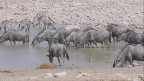 Animal world and landscape appreciation