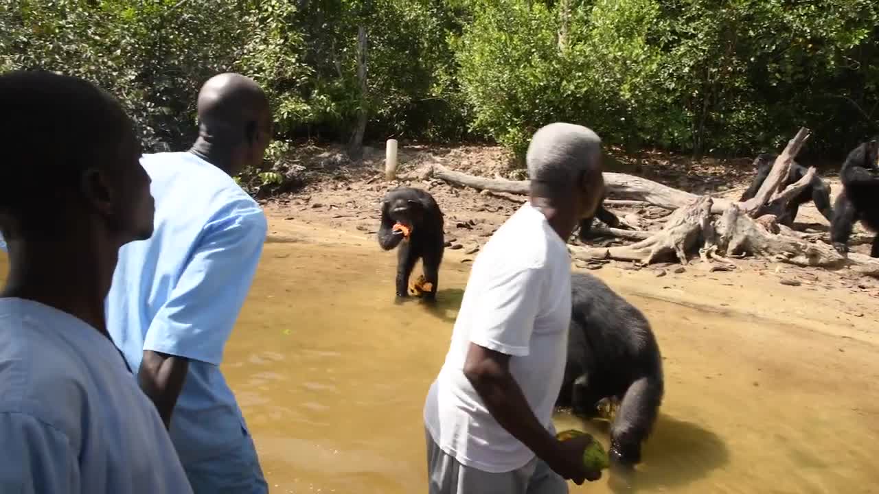How you can help animals during this challenging time