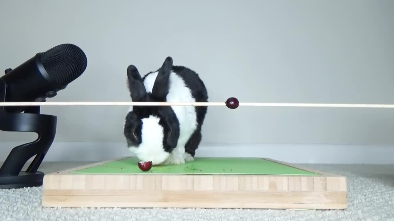 Rabbit falls over eating a cranberry