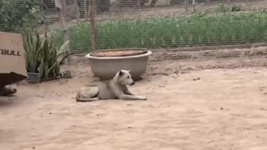 Troll Prank Dog Funny & fake Lion and Fake Tiger