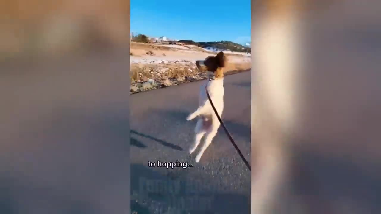 Best Funny Animals Videos 2023-Funniest Dogs And Cats Videos-#9