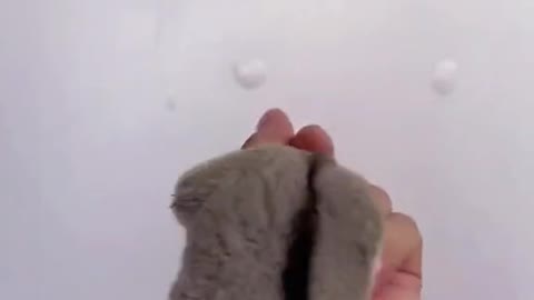 Little flying squirrel performing acrobatics