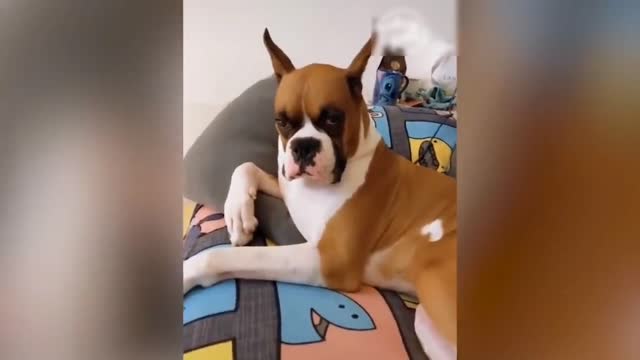 Funny dog video