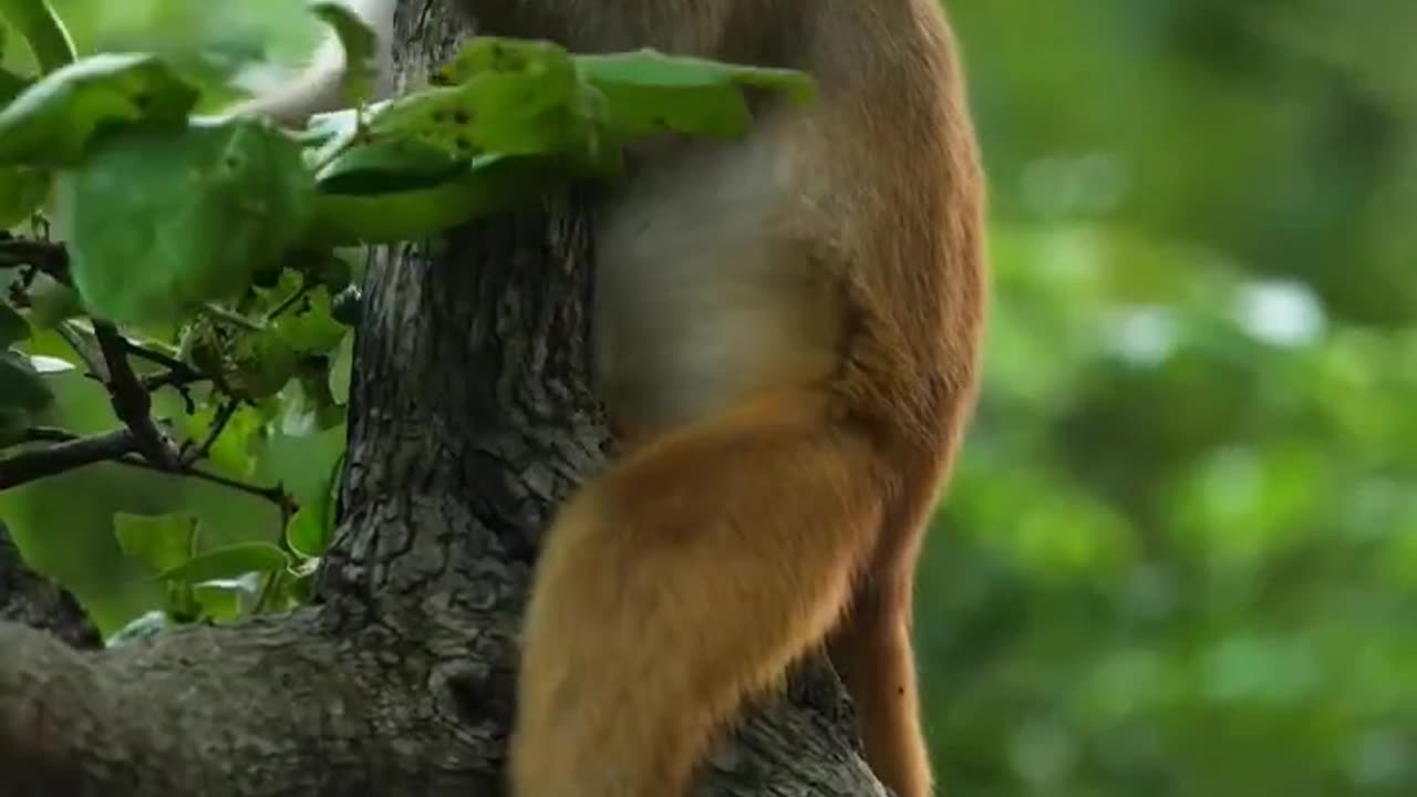 😈bad monkey status video,animal elephant fact video #shorts #viral #facts 💫💫🥀