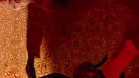 Animal teaser | Ranbir Kapoor #shorts