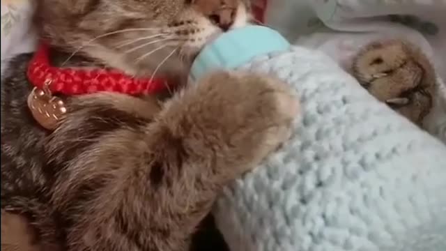 Very beautiful cat and baby's favorite nipple