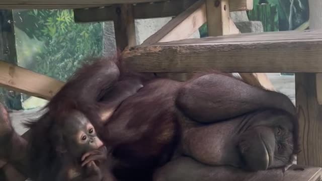 orangutans