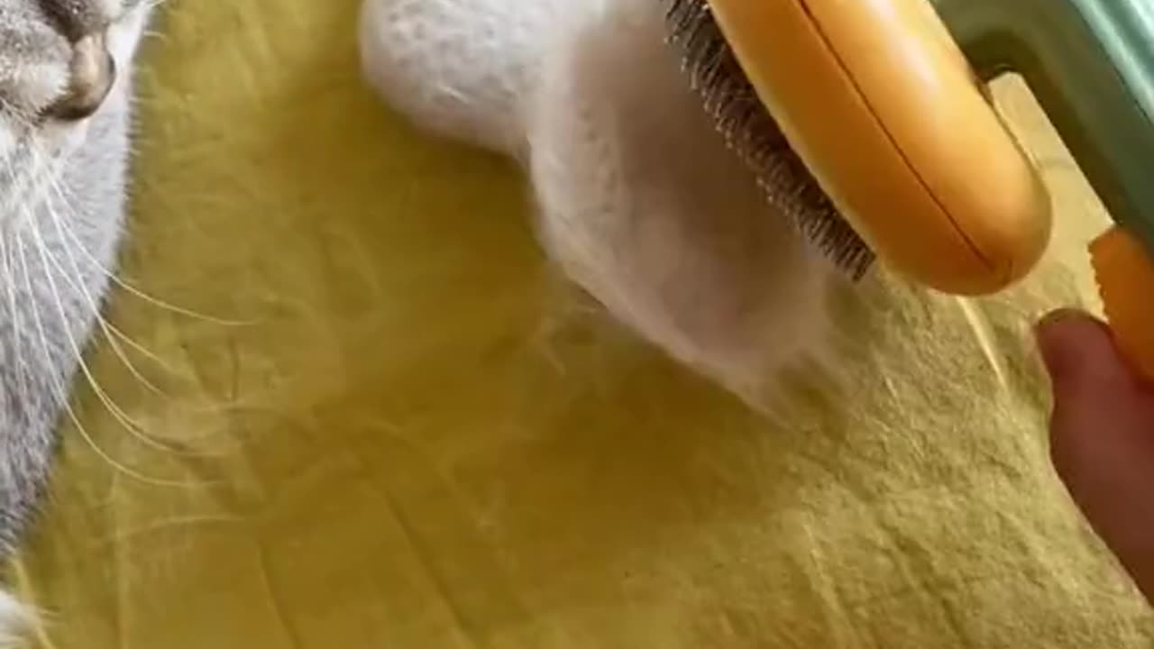 I have two cats and hair loss annoys me, rumble ads made me buy