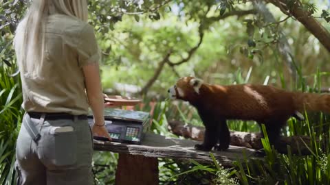 Weighing the world's cutest animal - Red Panda