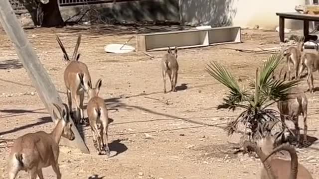 The antelope leaps over the mountain