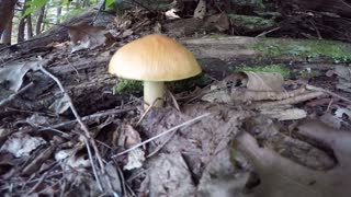 Mushroom