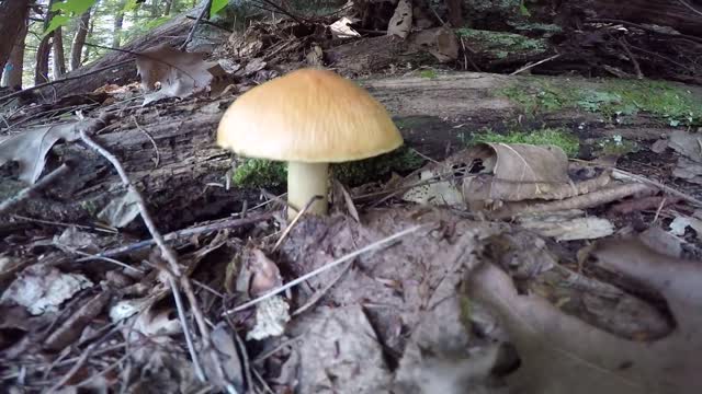 Mushroom