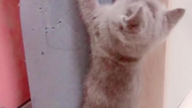 It looks like the cat is getting up very fast.