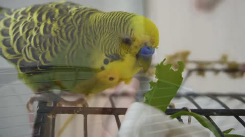 Watch 5 baby budgies growing day by day9