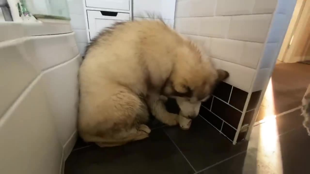 Giant Sulking Dog Hates Bath Time Throws Tantrum And Does Everything To Avoid It!!